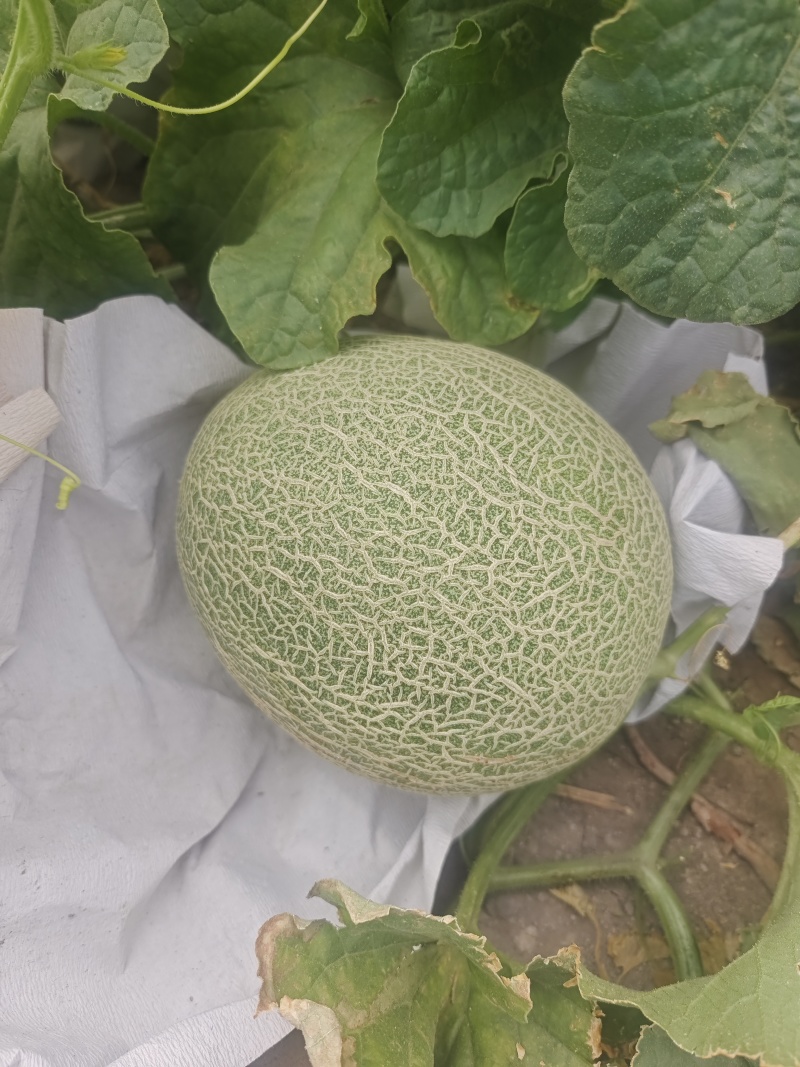 精品哈密瓜晓蜜25号大量有货货源充足