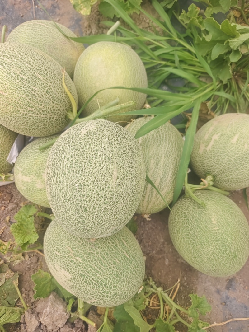 精品哈密瓜晓蜜25号大量有货货源充足