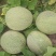 精品哈密瓜晓蜜25号大量有货货源充足