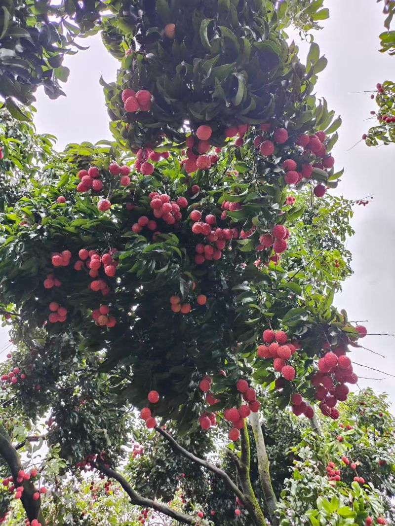 广东省广州市增城区仙村镇仙进奉荔枝