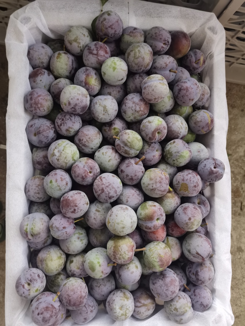 南阳五月脆李上色上糖，即将上市！