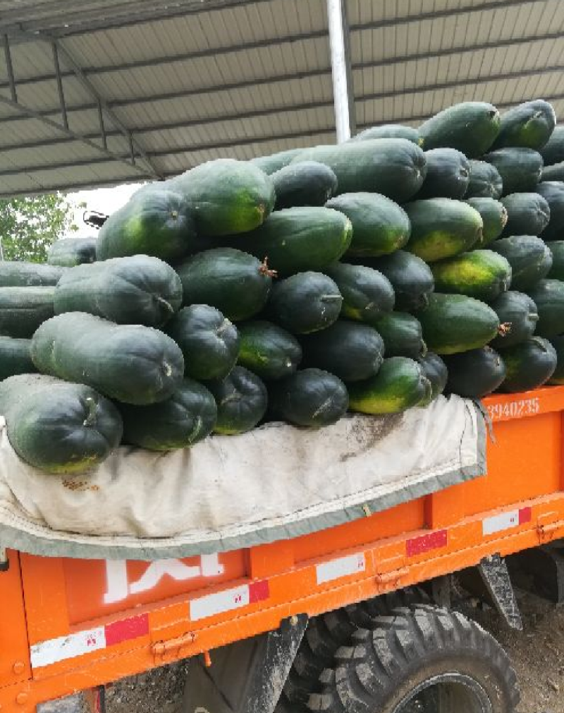 精选天门冬瓜直销发全国，保证品质量大价更优