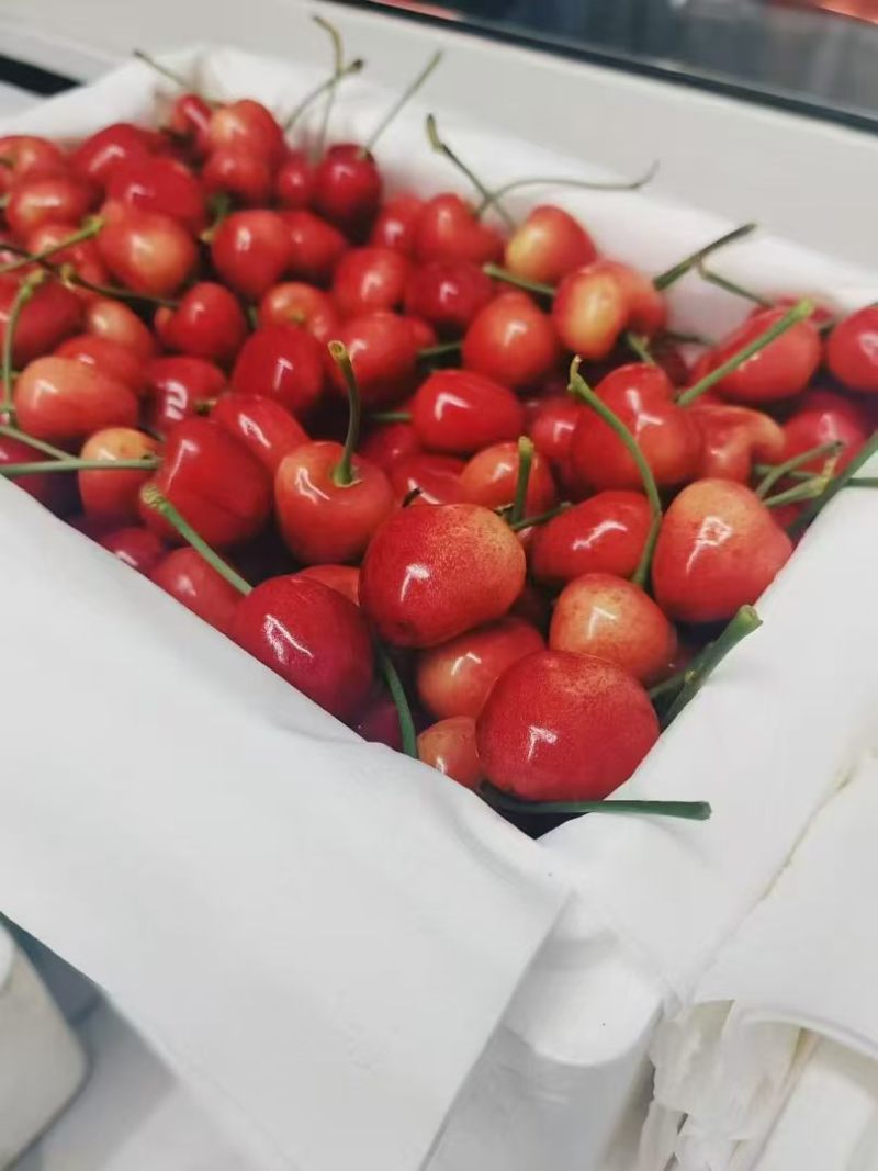 大连沙蜜樱桃