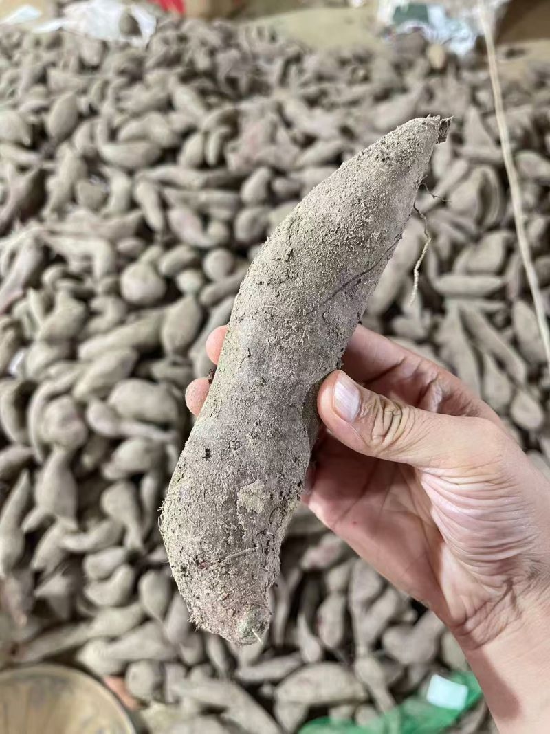 番薯红薯散装