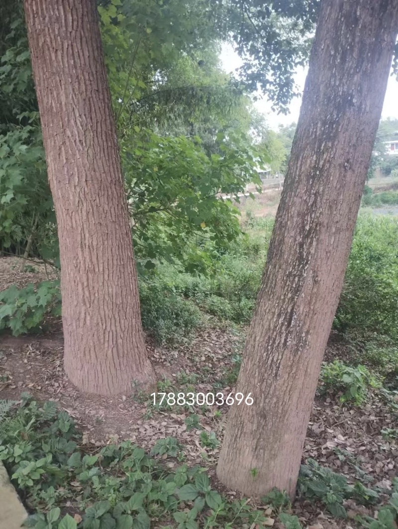 50年左右树龄小叶香樟树