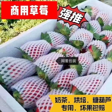 云南新鲜商用蒙特瑞,整箱现摘,冰糖葫芦奶茶果酱专用
