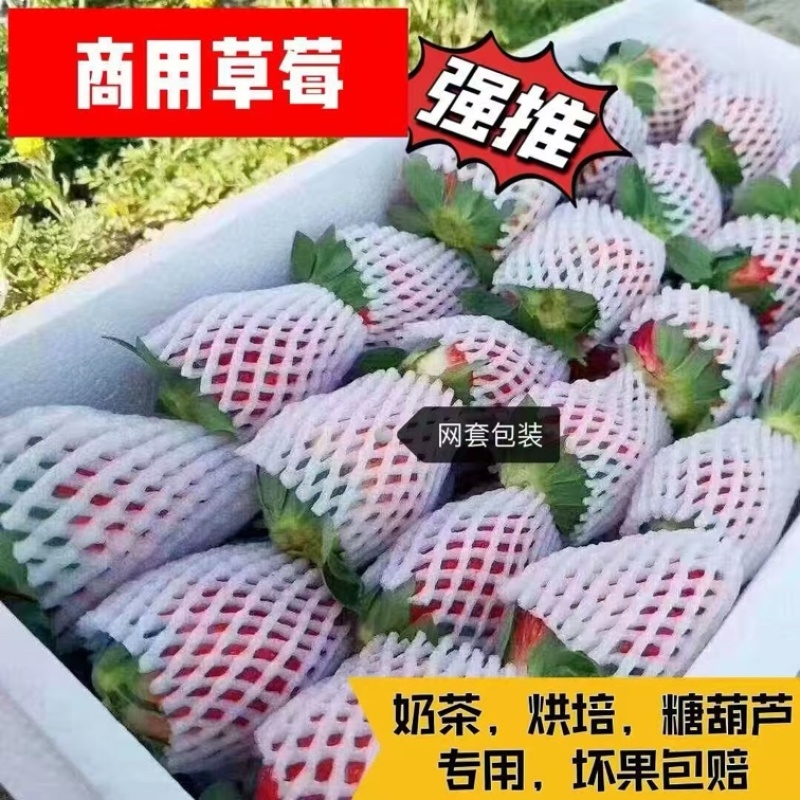 云南新鲜商用蒙特瑞,整箱现摘,冰糖葫芦奶茶果酱专用