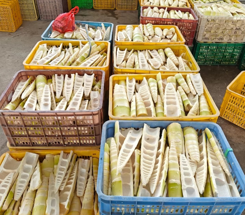 麻竹笋收购加工