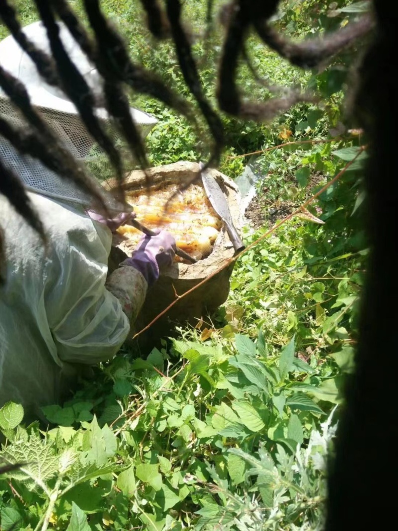 高山土蜂蜜自产自销正宗土蜂蜜营养价值高