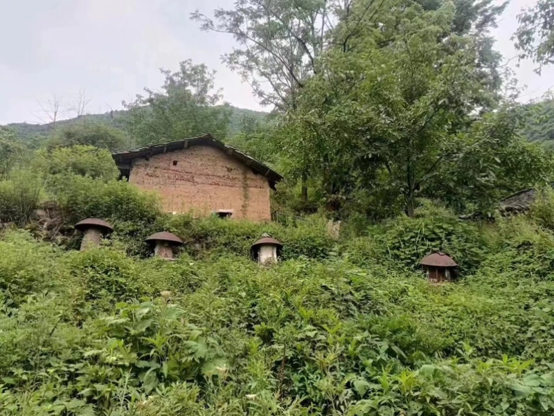 高山土蜂蜜自产自销正宗土蜂蜜营养价值高