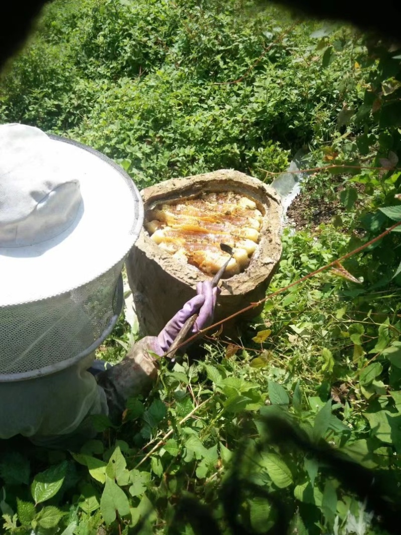 高山土蜂蜜自产自销正宗土蜂蜜营养价值高