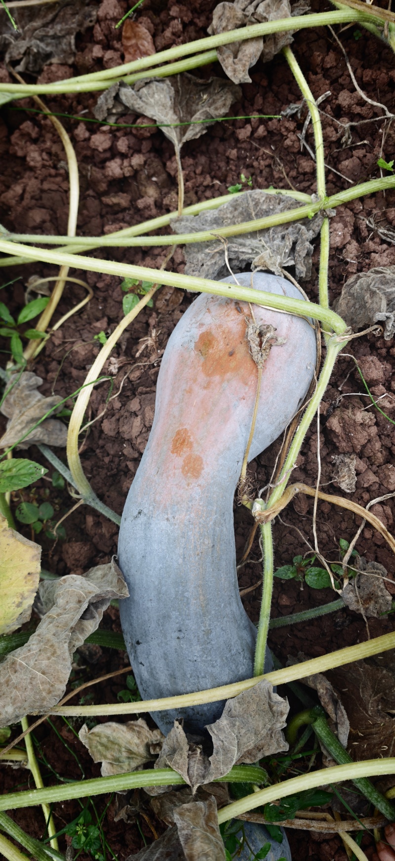 四川弯瓜，牛腿南瓜基地直发品质保证香糯粉甜。