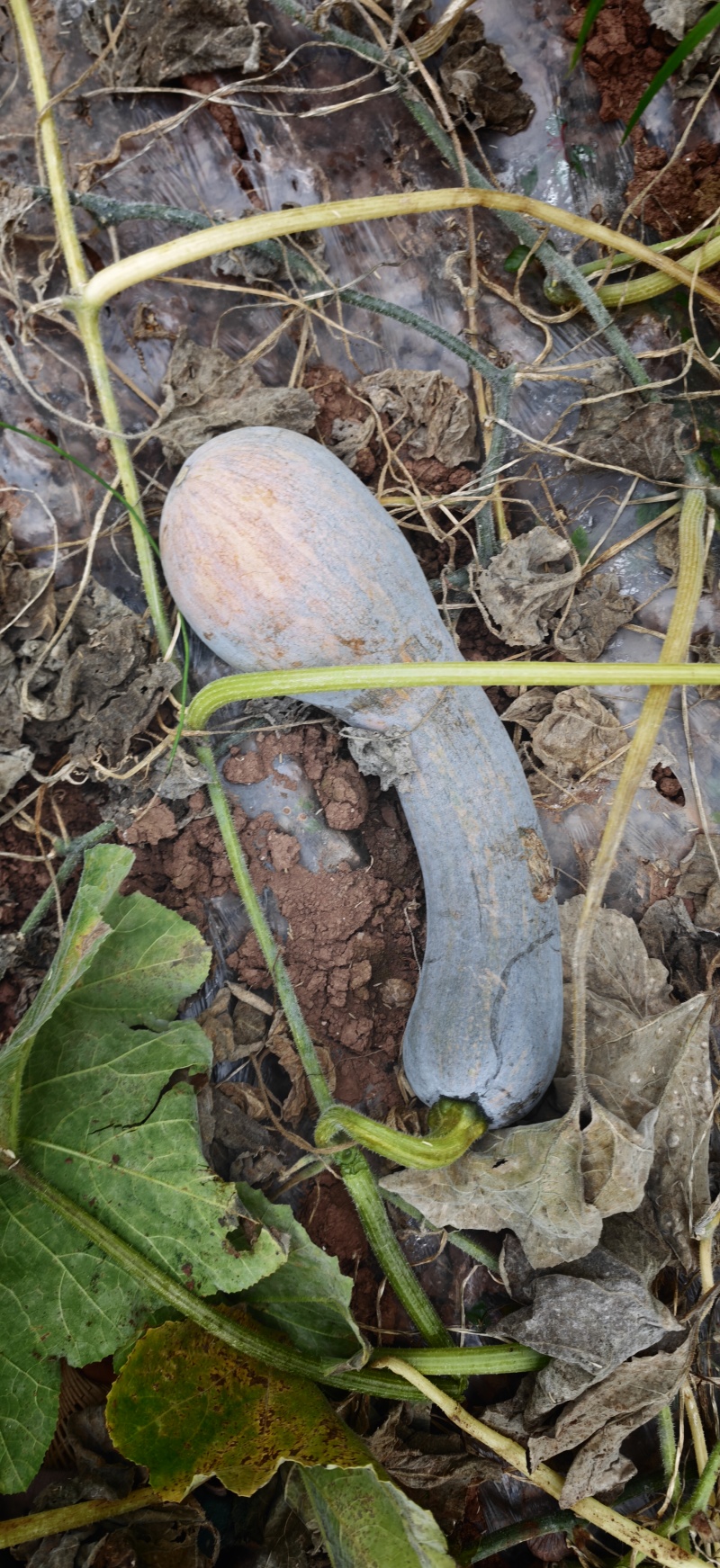 四川弯瓜，牛腿南瓜基地直发品质保证香糯粉甜。
