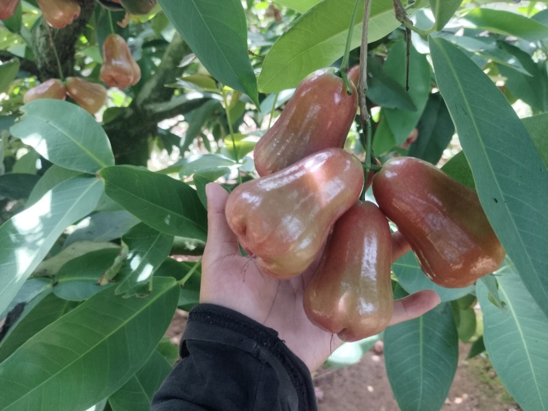 海南黑金刚莲雾