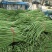 郑州市中牟县豆角上市了价格美丽质量好
