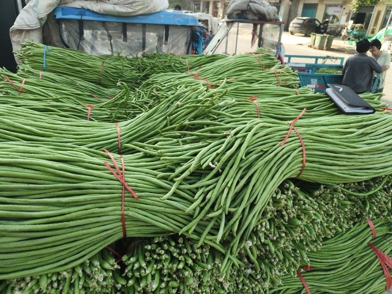 郑州市中牟县豆角上市了价格美丽质量好
