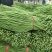 郑州市中牟县豆角上市了价格美丽质量好