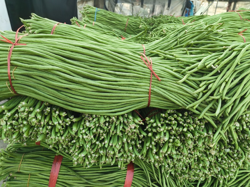 郑州市中牟县豆角上市了价格美丽质量好