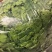 高品质铁杆青香菜。