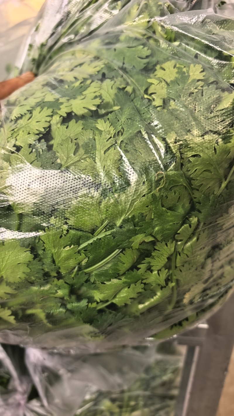 高品质铁杆青香菜。