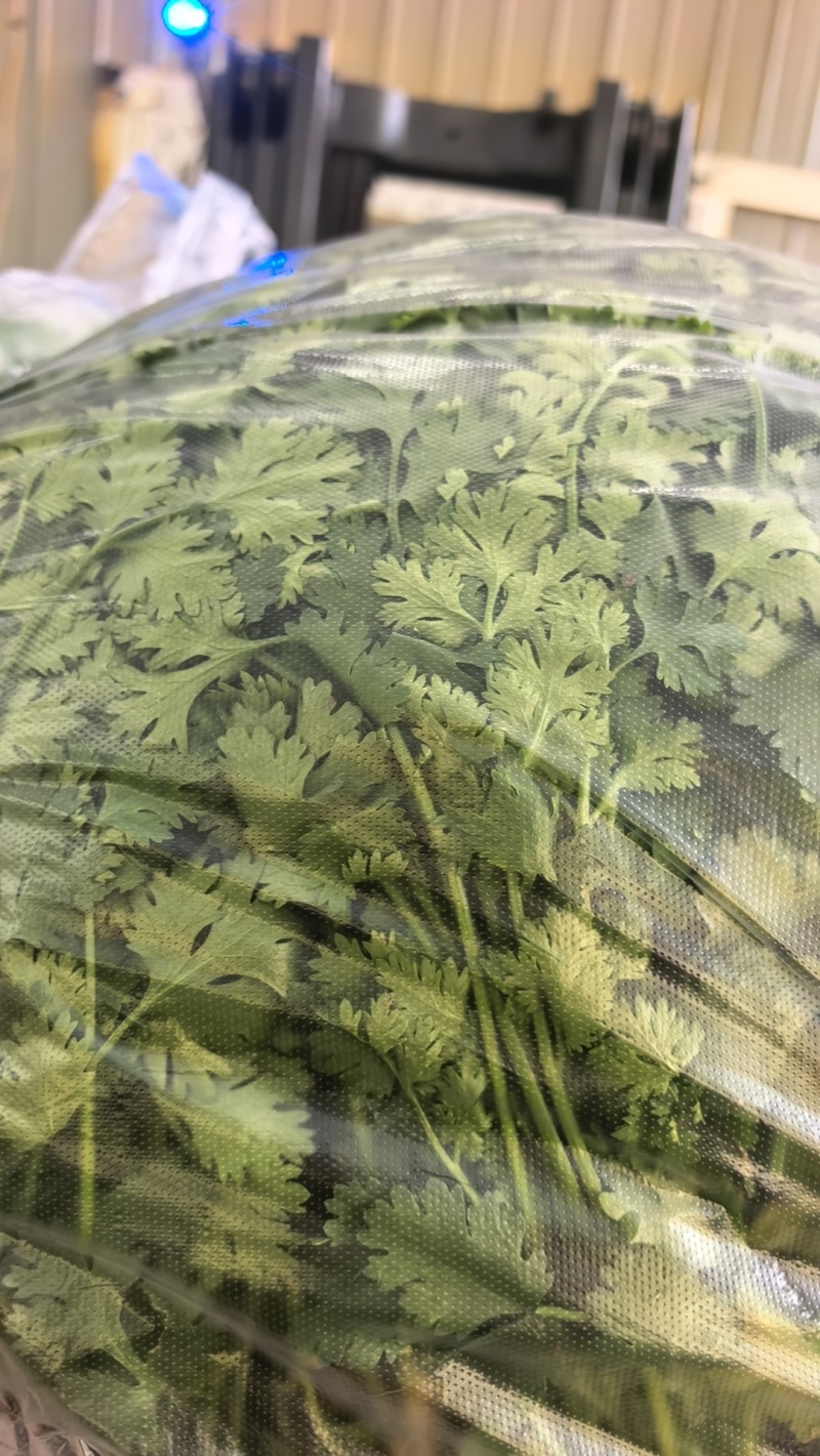 高品质铁杆青香菜。