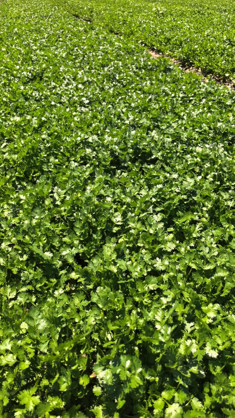 高品质铁杆青香菜。