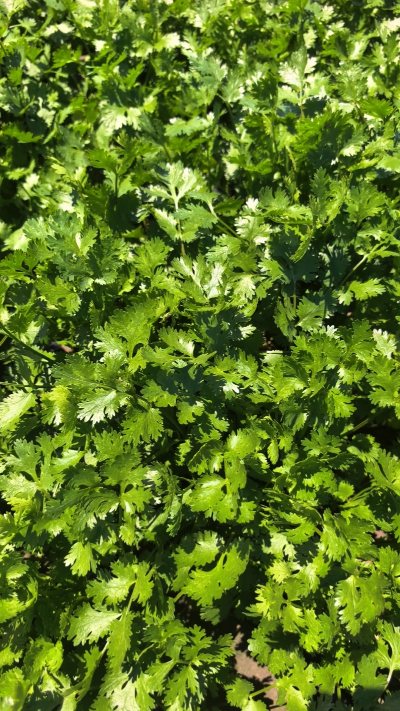 高品质铁杆青香菜。