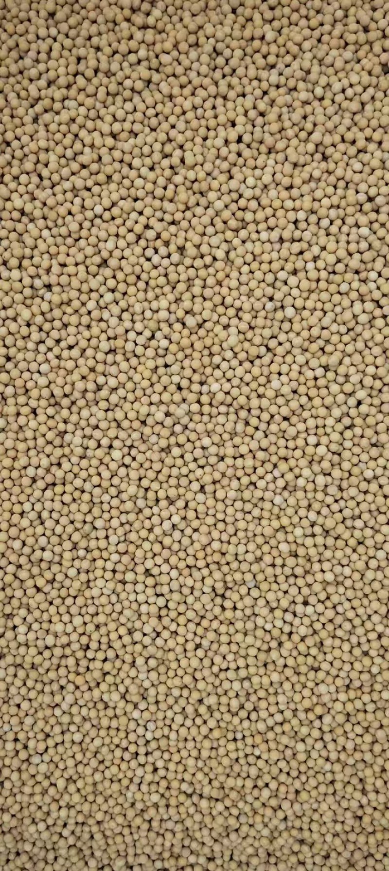 黄豆芽专用黄豆芽豆自产自销量大产地直发