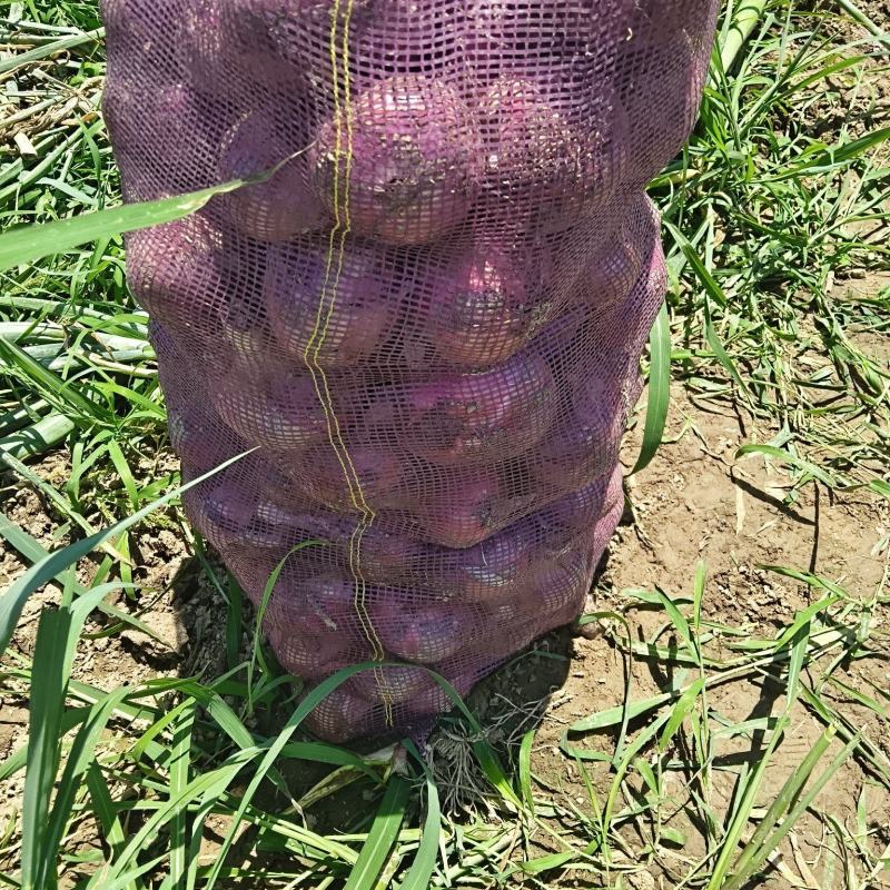 紫皮洋葱