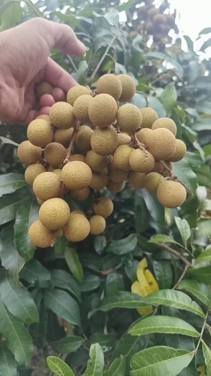 广东储良龙眼货品质量高产量大可大宗批发