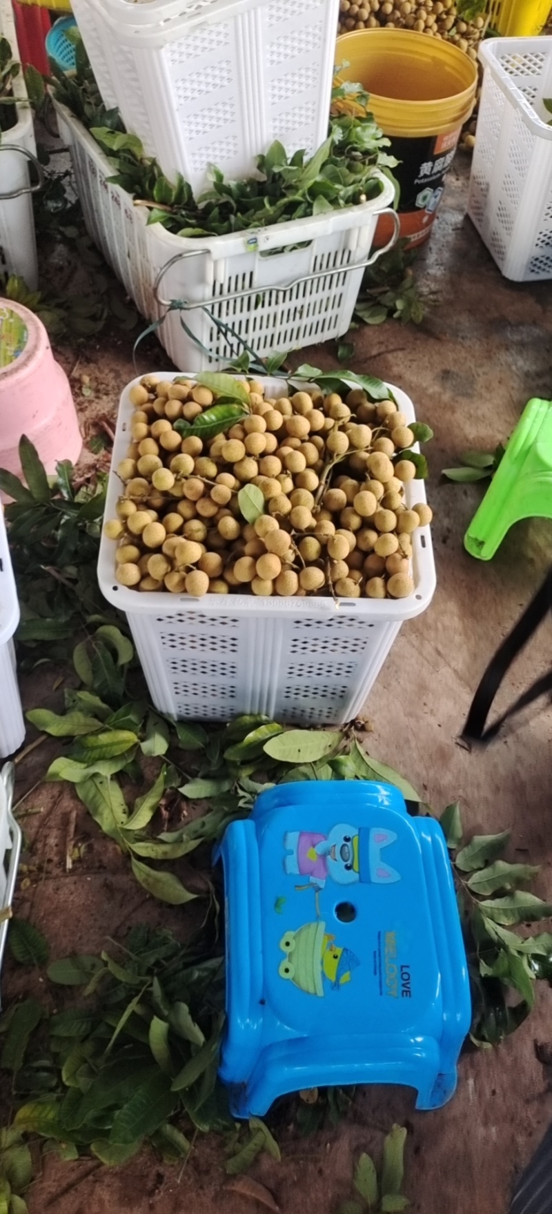 广东储良龙眼货品质量高产量大可大宗批发