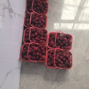 东魁杨梅