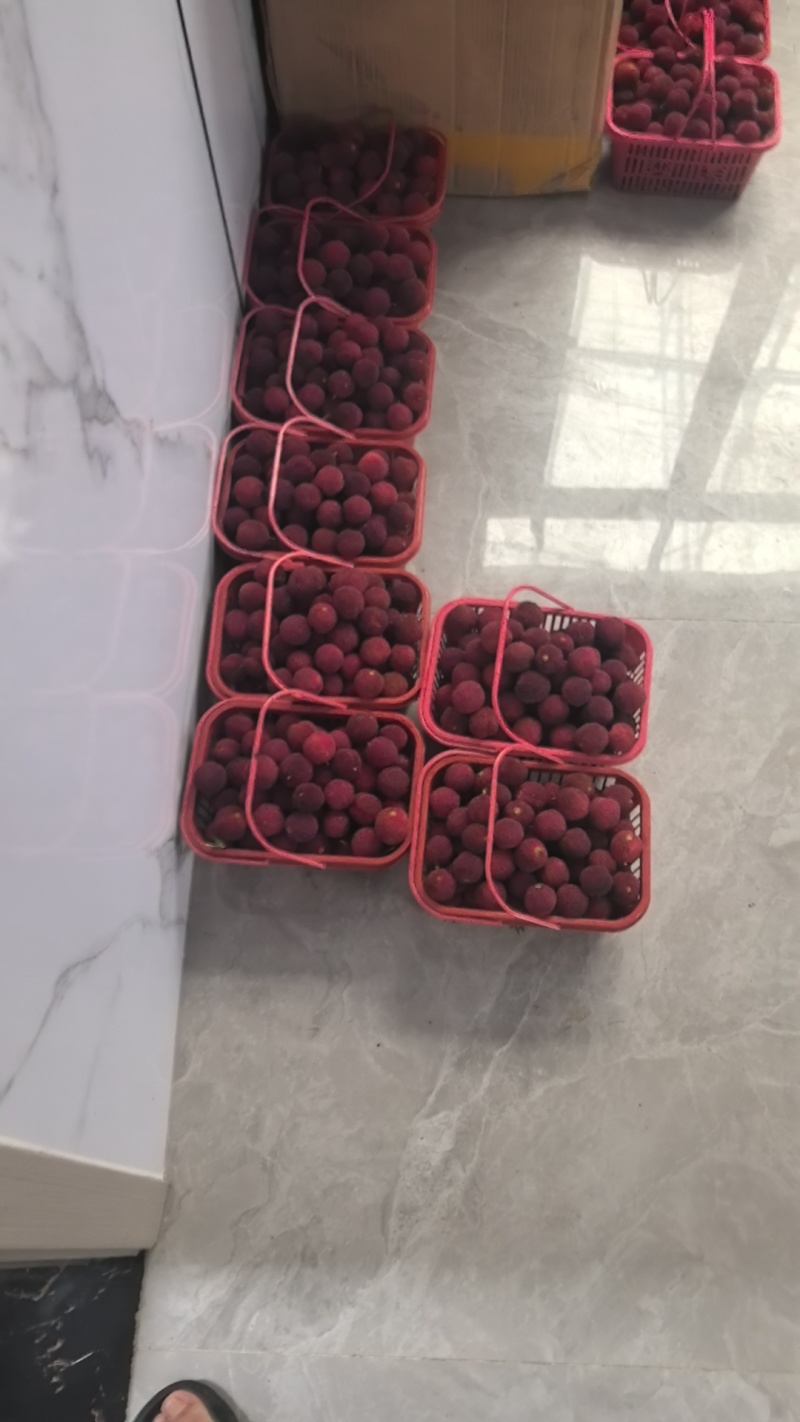 东魁杨梅