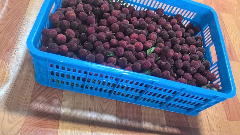 东魁杨梅