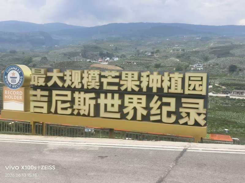云南正宗椰香芒果产地直供一件代发