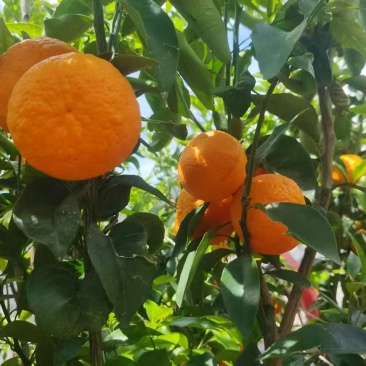 云南高山沃柑纯甜无酸果肉饱满一件代发