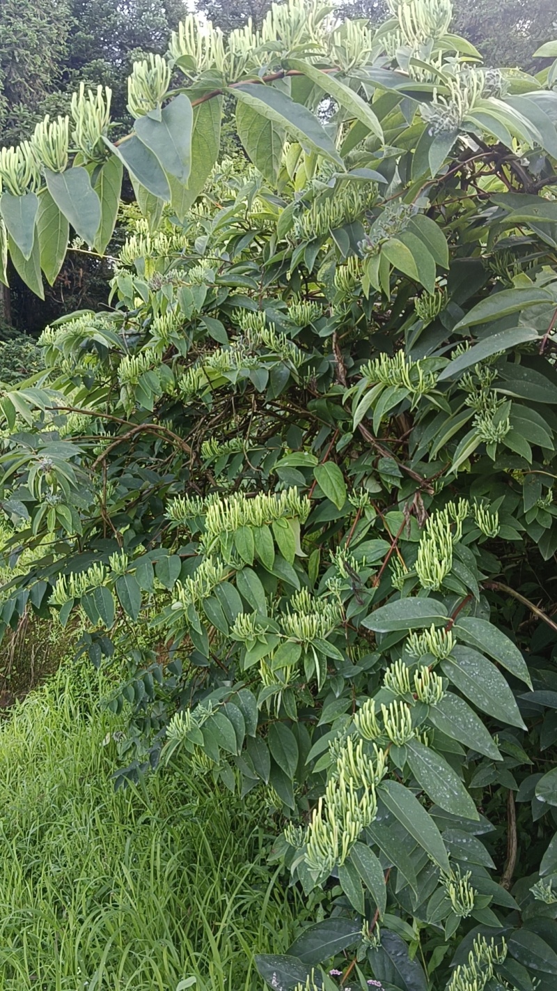 金银花