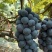 葡萄