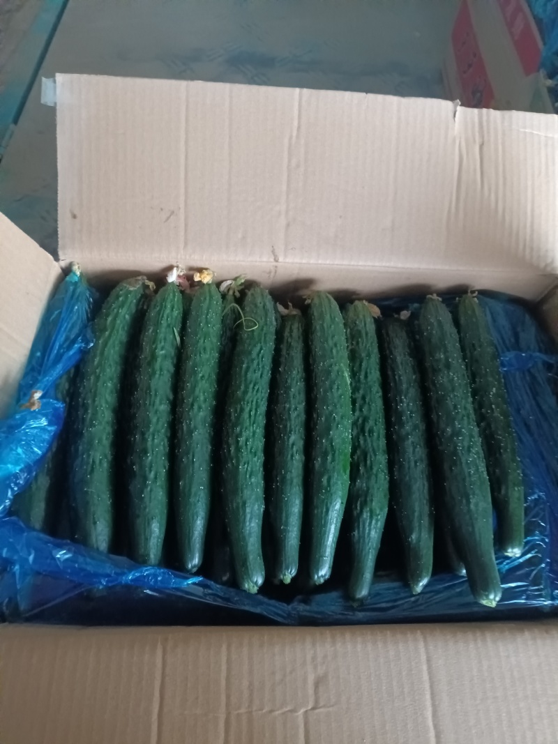 拱棚黑油亮条黄瓜，产地直销量，一手货源，