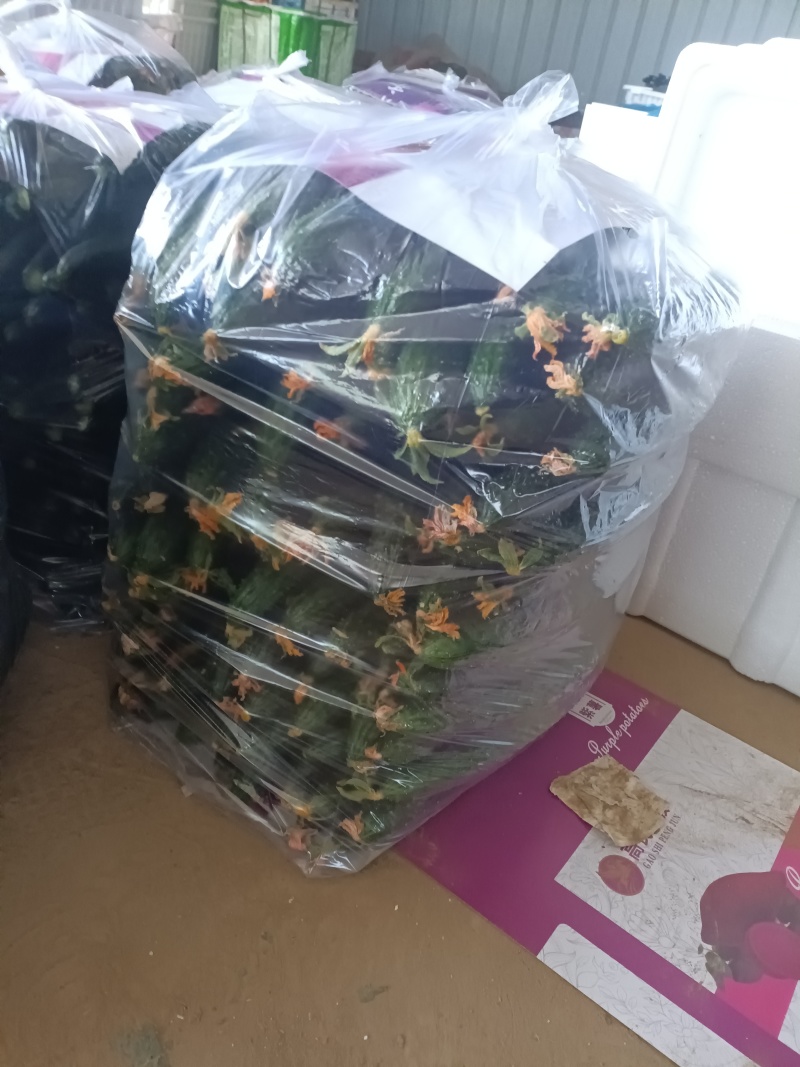 拱棚黑油亮条黄瓜，产地直销量，一手货源，