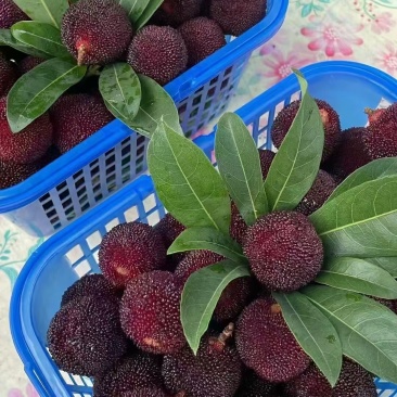 东魁杨梅