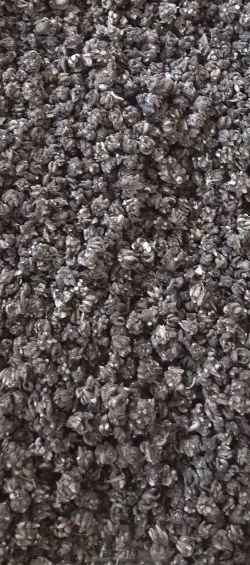 家种的猫爪草统货***********