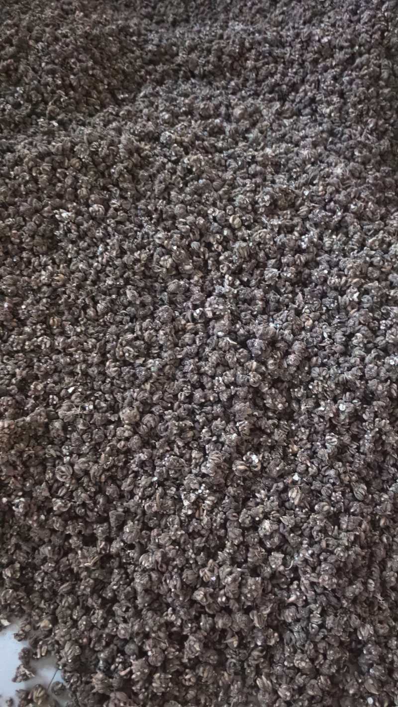家种的猫爪草统货***********