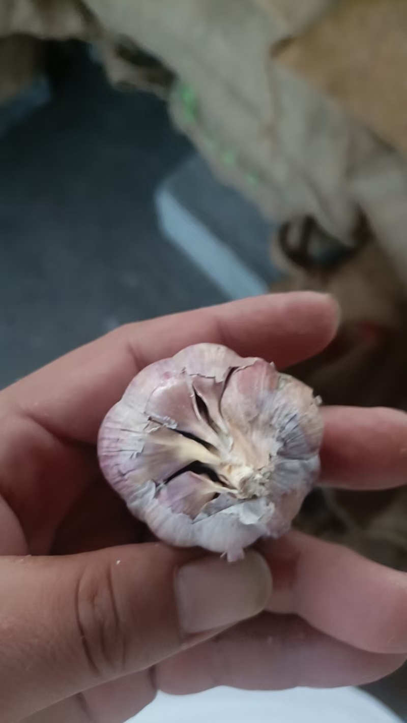徐州丰县大蒜，场地直销直供，价格优惠欢迎咨询致电