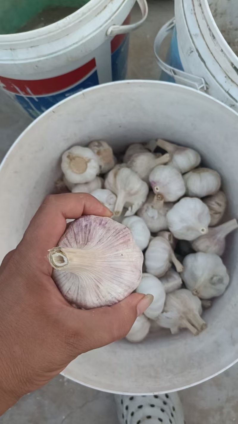 徐州丰县大蒜，场地直销直供，价格优惠欢迎咨询致电
