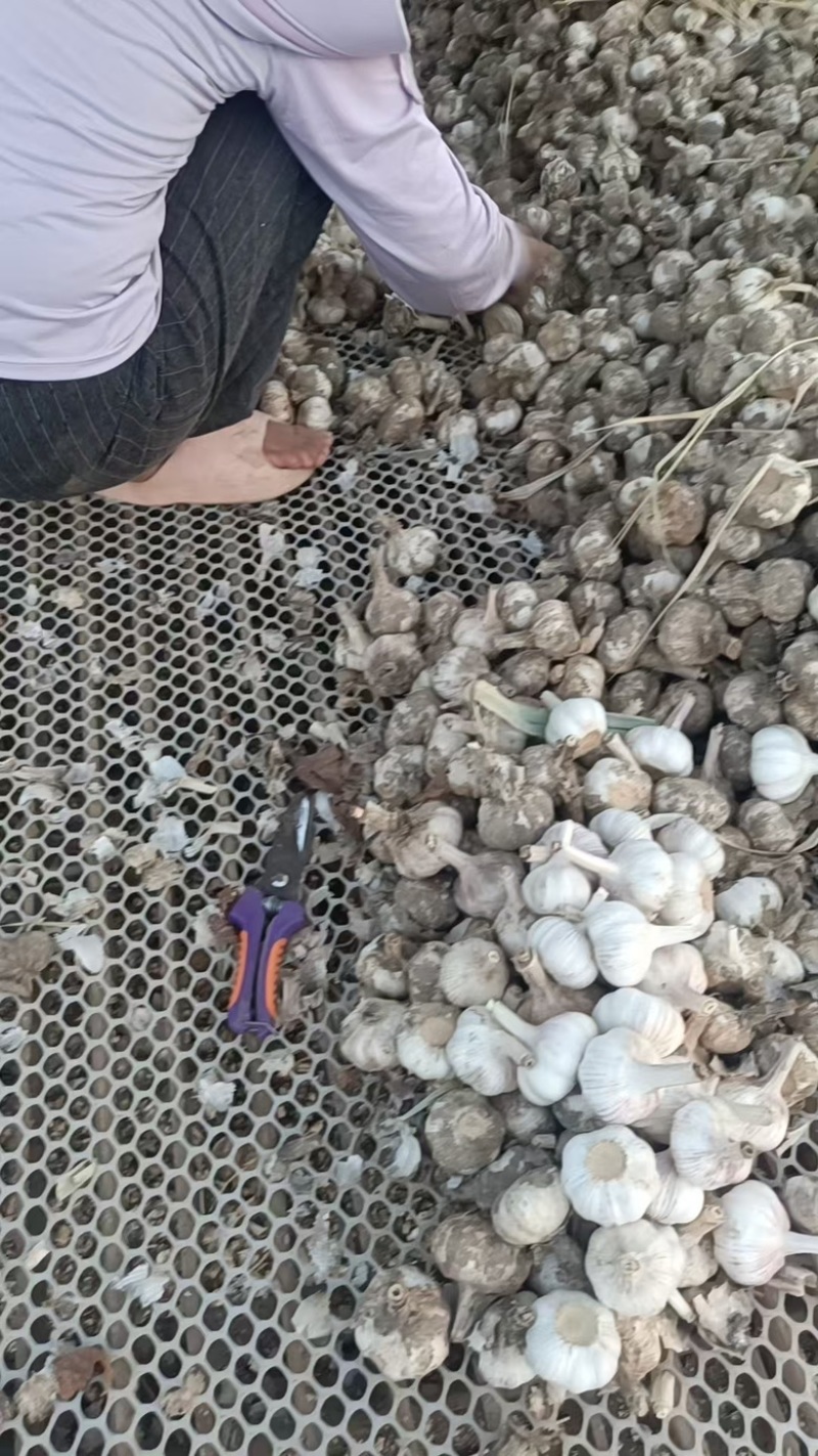 徐州丰县大蒜，场地直销直供，价格优惠欢迎咨询致电
