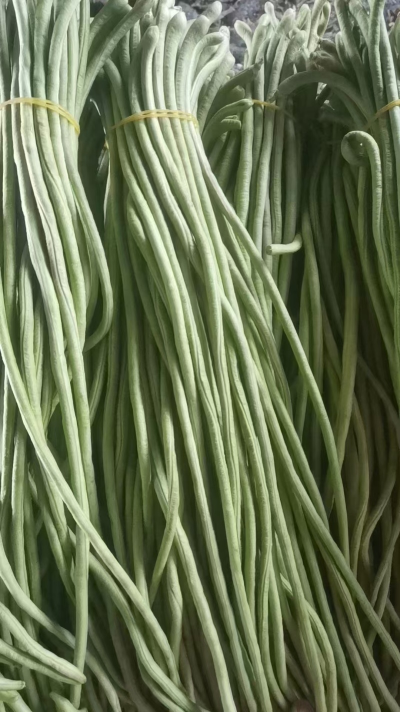 拱棚青条，白灰条豆角。大量上市，货量充足，可对接批发商，