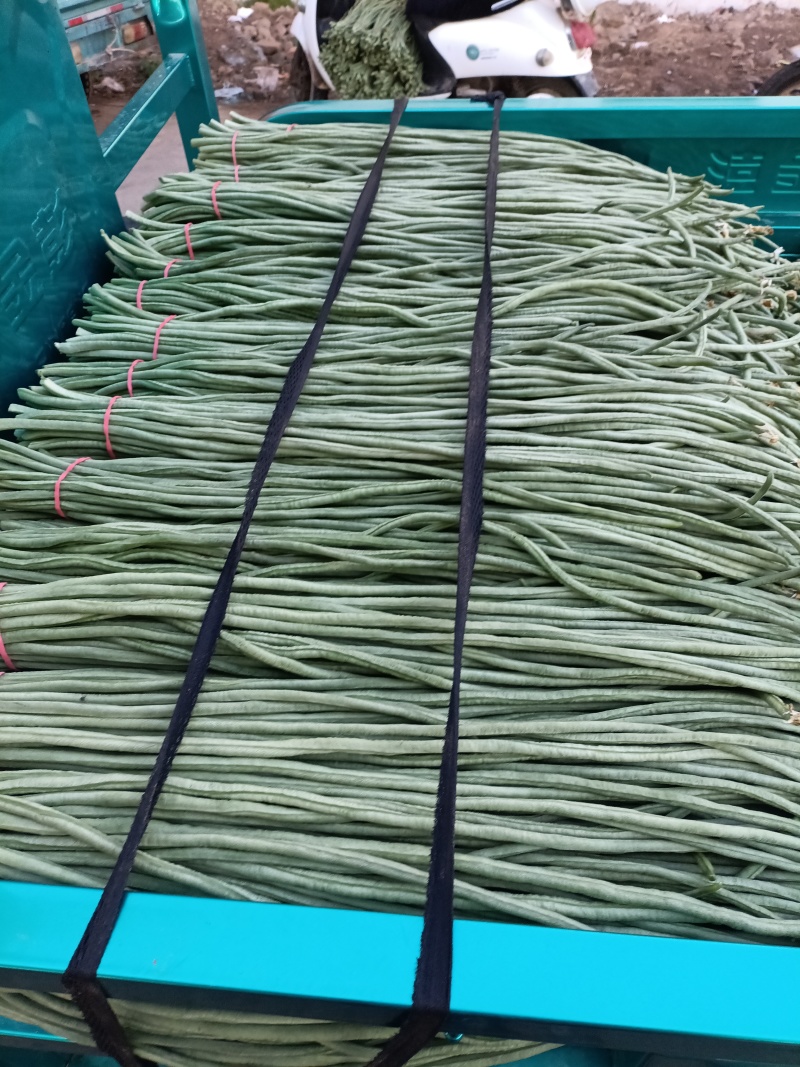 拱棚青条，白灰条豆角。大量上市，货量充足，可对接批发商，