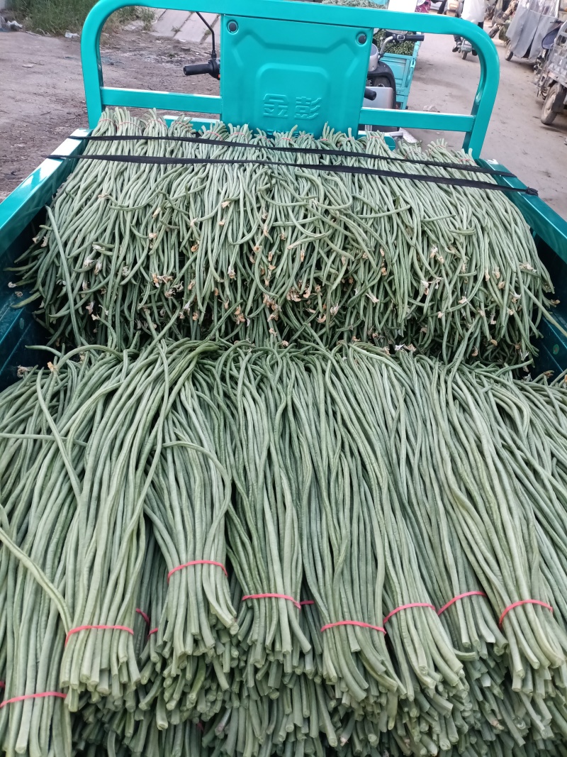 拱棚青条，白灰条豆角。大量上市，货量充足，可对接批发商，