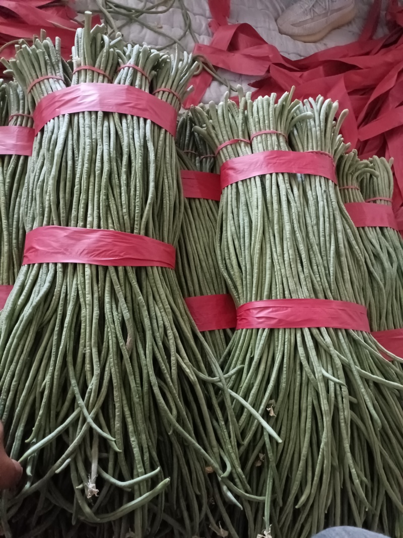 拱棚青条，白灰条豆角。大量上市，货量充足，可对接批发商，